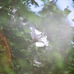 おはよう