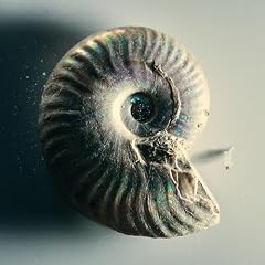 Ammonite (Intro)